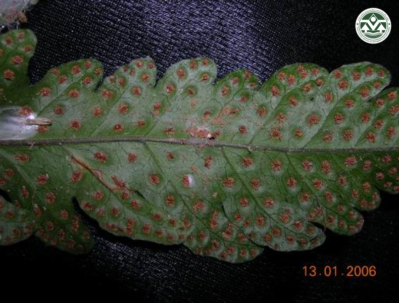 Tectaria variolosa