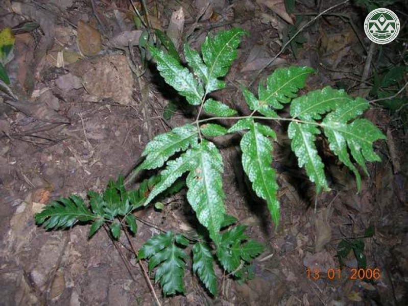 Tectaria variolosa