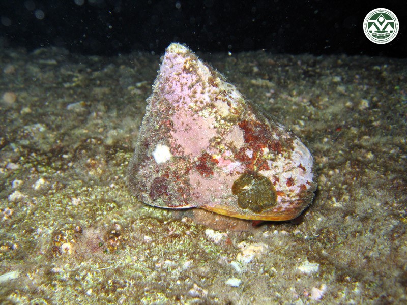 Tectus pyramis