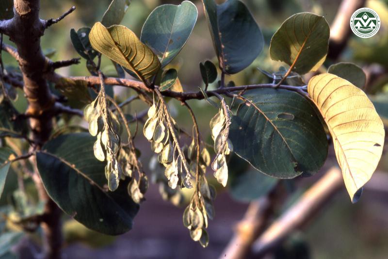 Terminalia pedicellata