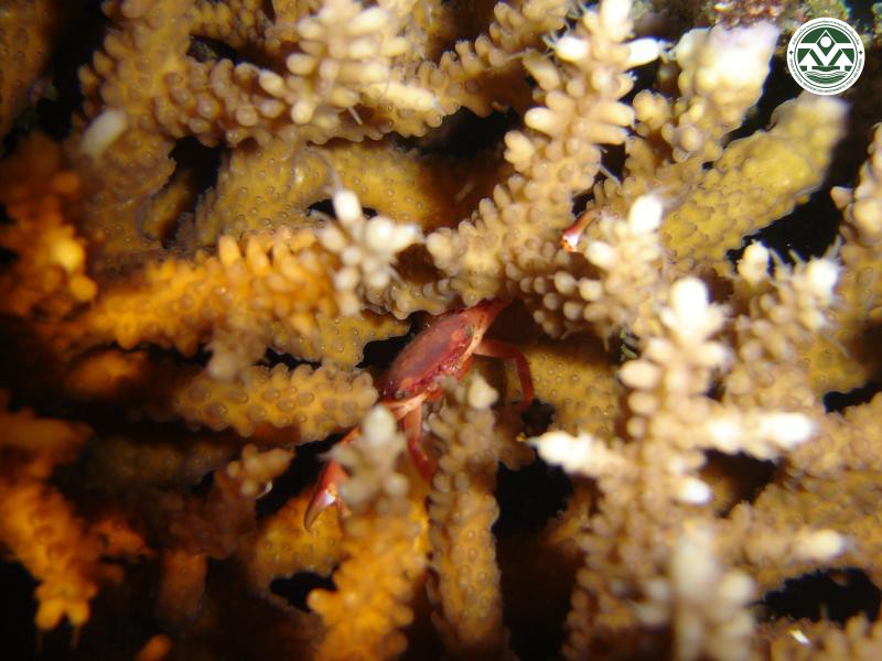 Tetralia glaberrima