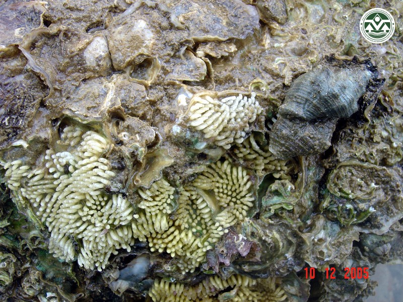Thais bitubercularis