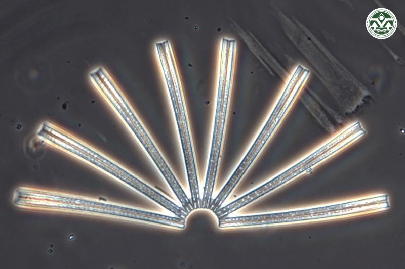 Thalassionema frauenfeldii