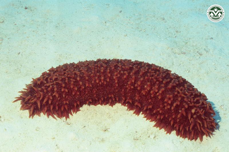 Thelenota ananas