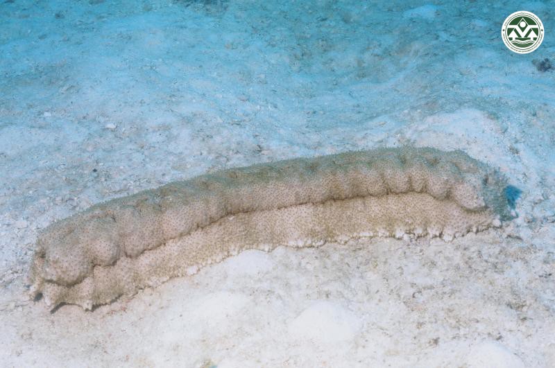 Thelenota anax