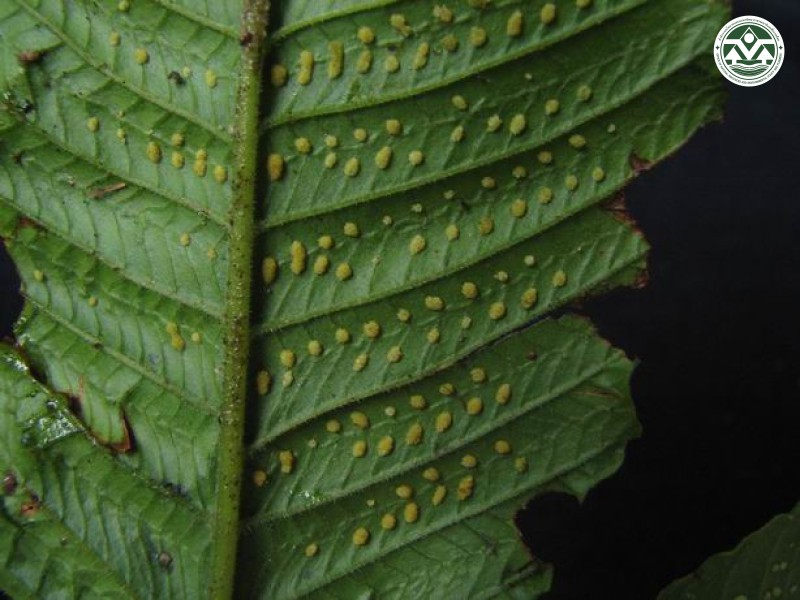 Thelypteris multilineata
