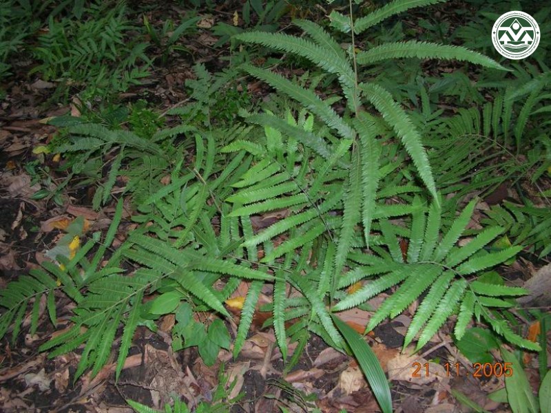 Thelypteris hirtisora