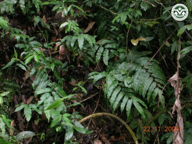 Thelypteris lakhimpurensis