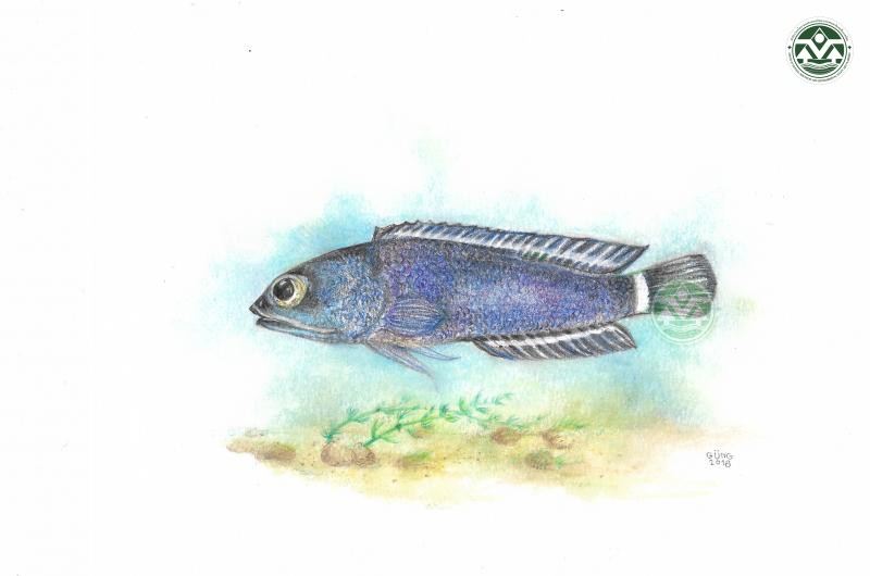 Opisthognathus rex