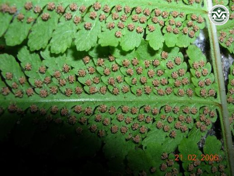 Thelypteris ornata