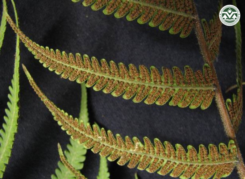 Thelypteris siamensis