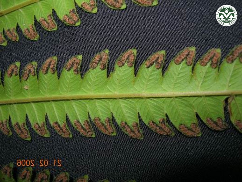 Thelypteris terminans