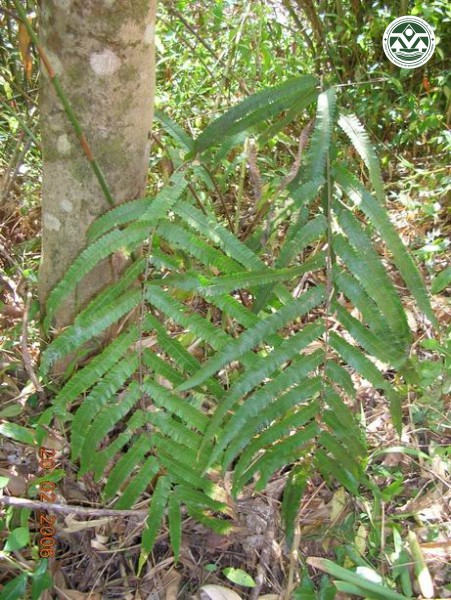 Thelypteris valida