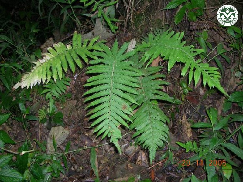 Thelypteris xylodes