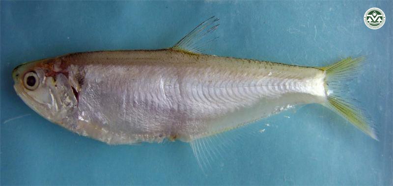 Thryssa mystax