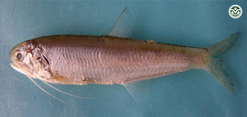 Thryssa seterostris