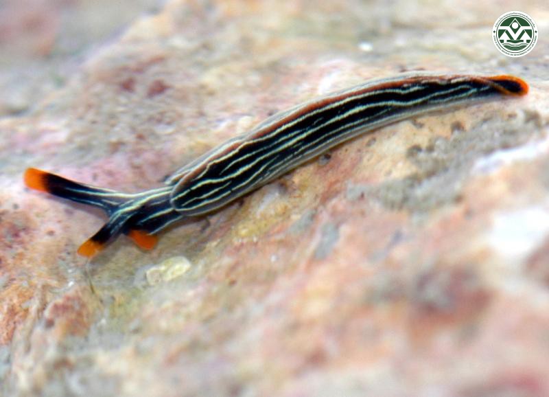 Thuridilla gracilis