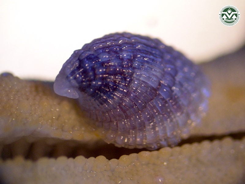 Thyca crystallina