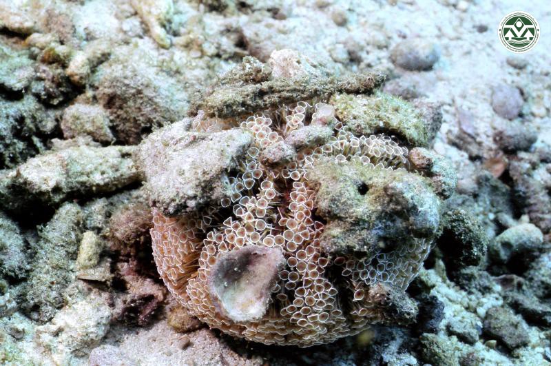 Toxopneustes pileolus