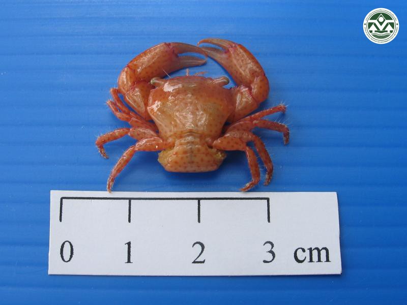 Trapezia areolata