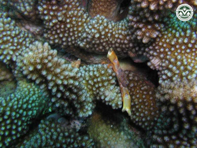 Trapezia rufopunctata