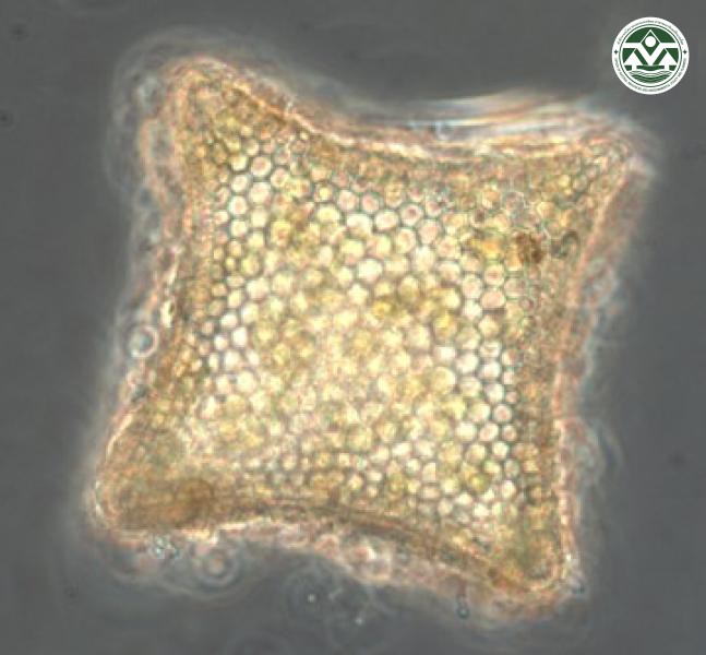 Triceratium favus