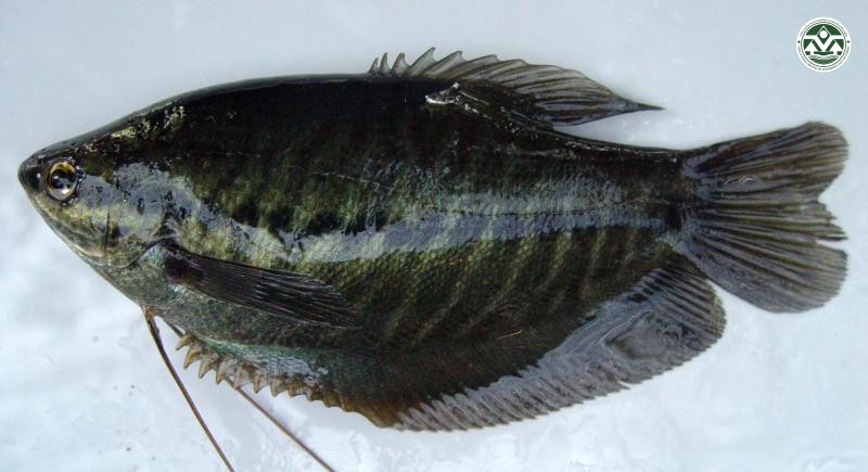 Trichogaster pectoralis