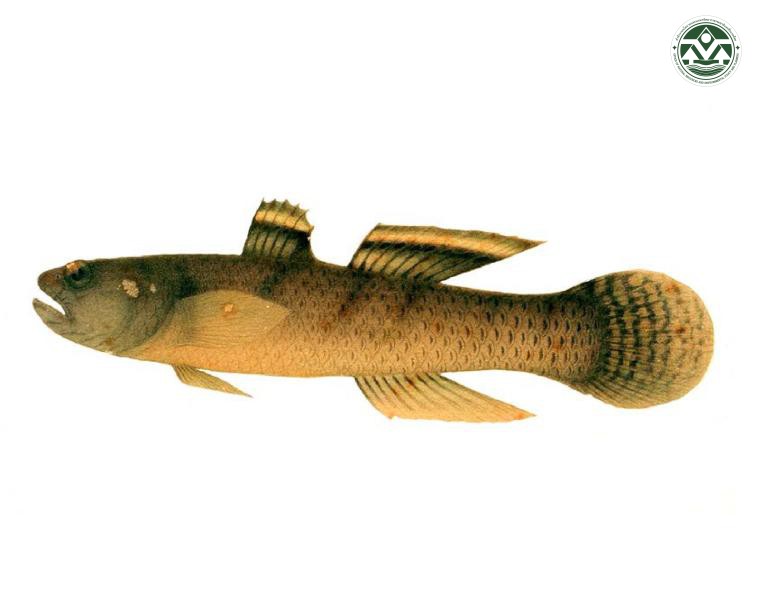 Mahidolia mystacina