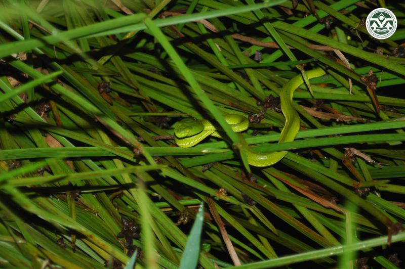 Trimeresurus popeiorum