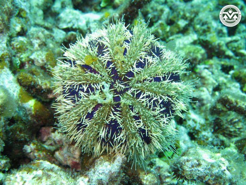 Tripneustes gratilla