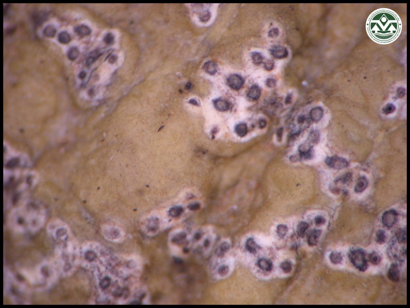 Trypethelium ochroleucum