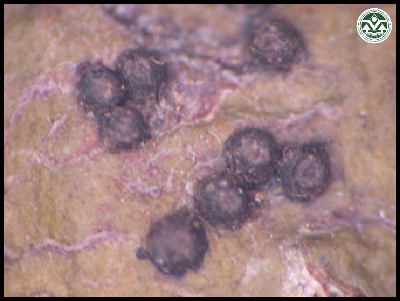 Trypethelium tropicum
