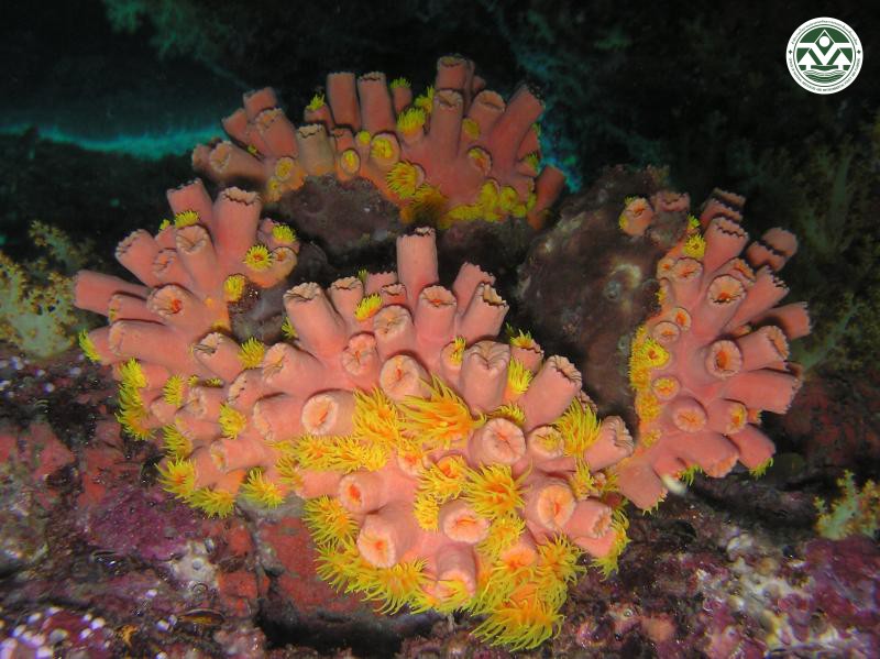 Tubastraea coccinea