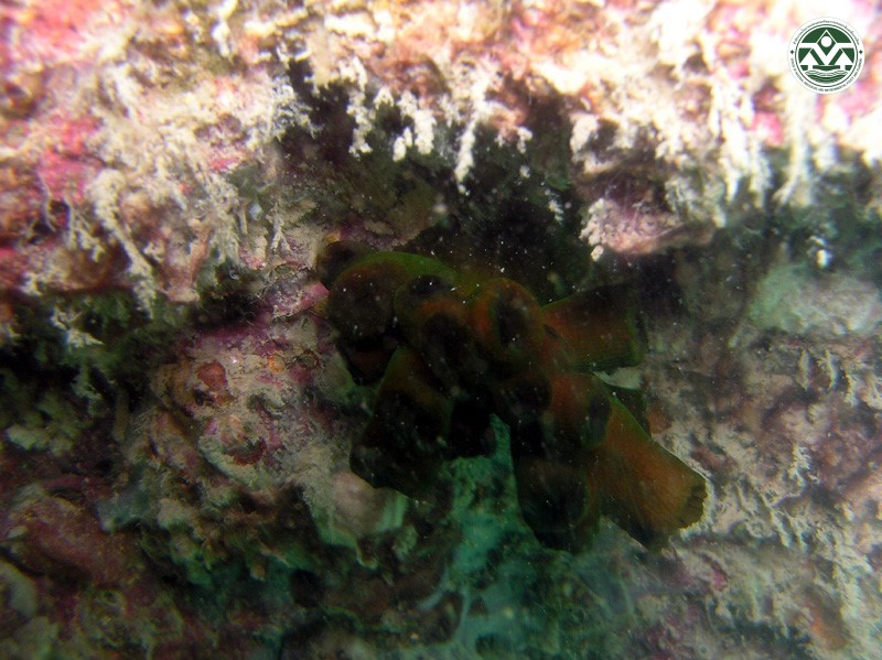 Tubastrea micrantha