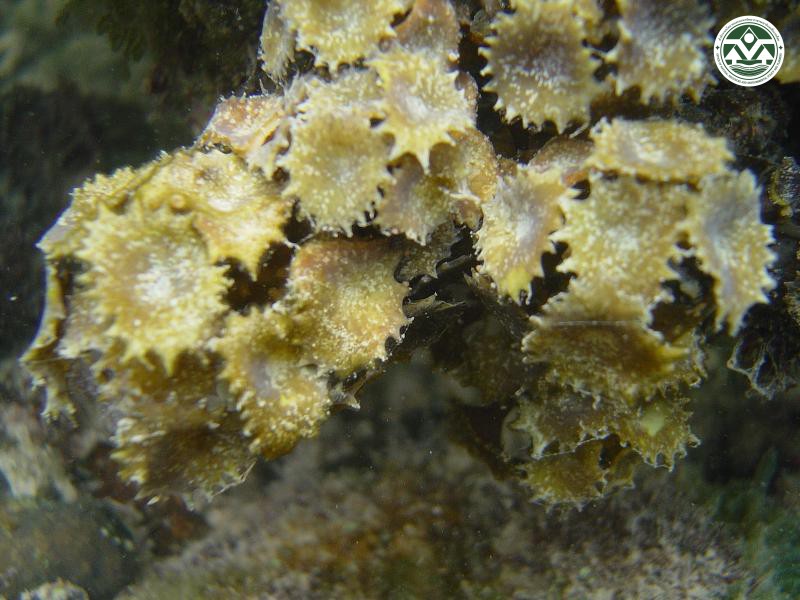 Turbinaria conoides