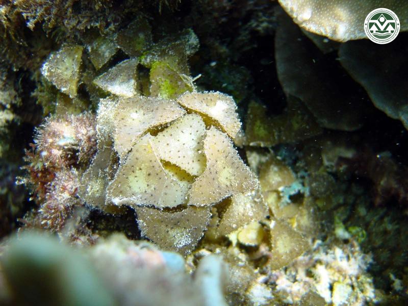 Turbinaria decurrens