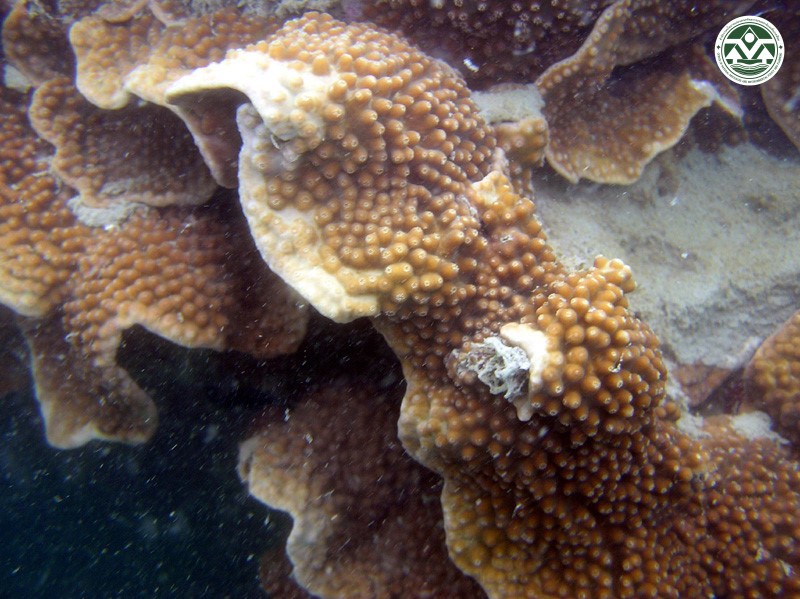 Turbinaria frondens