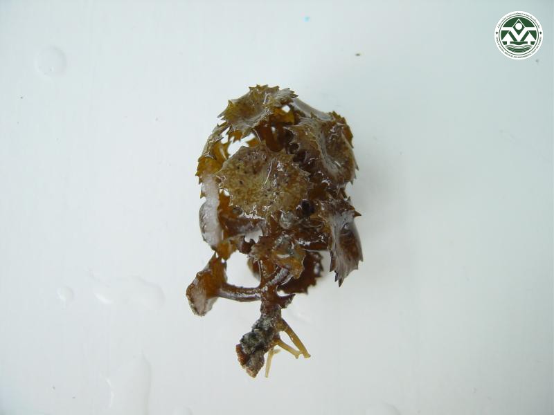 Turbinaria ornata