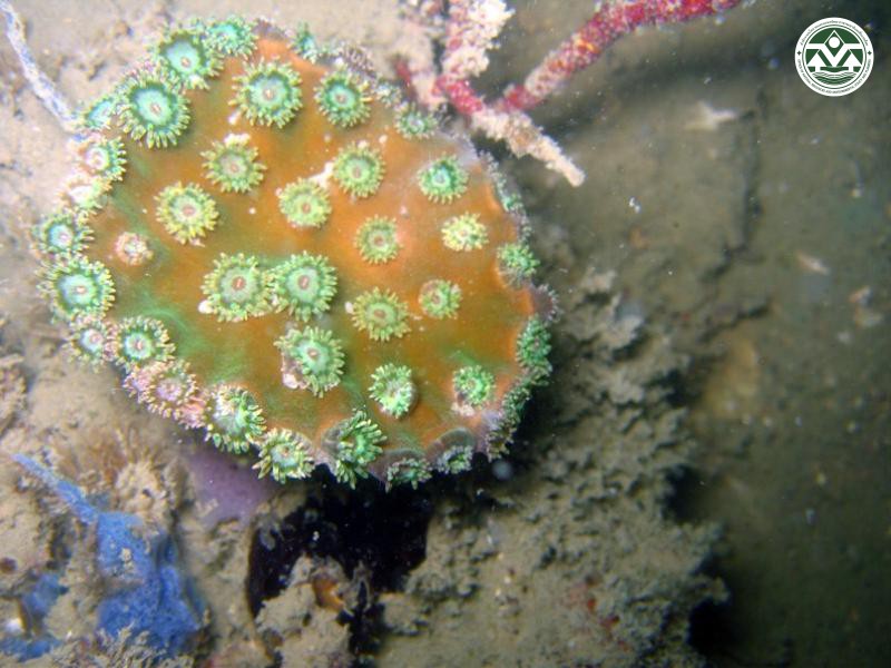Turbinaria peltata