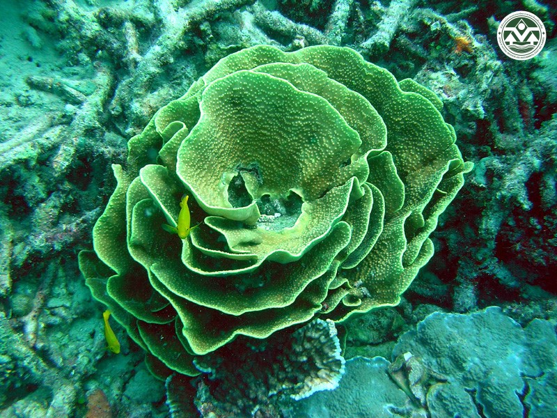 Turbinaria renifomis
