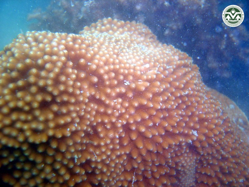 Turbinaria stellulata