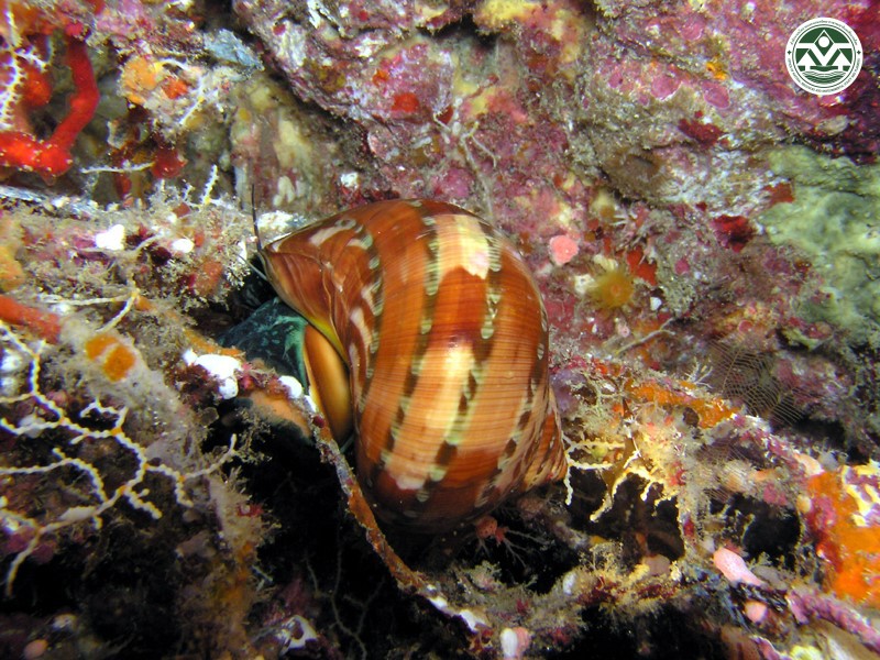 Turbo petholatus