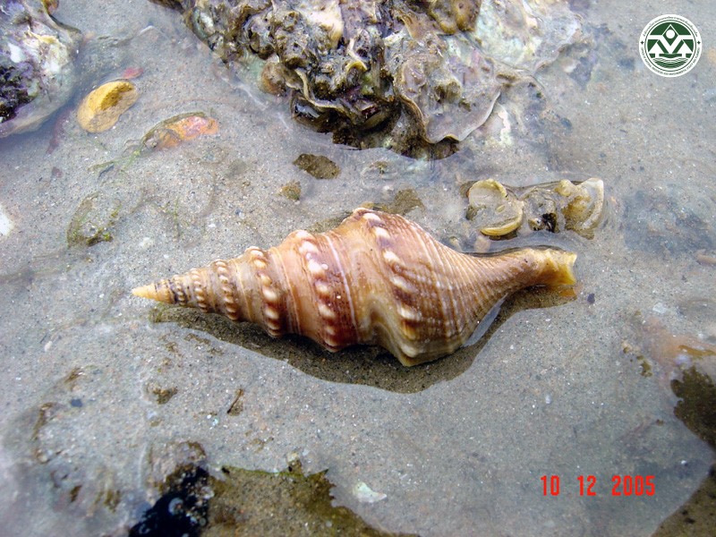Turricula javana