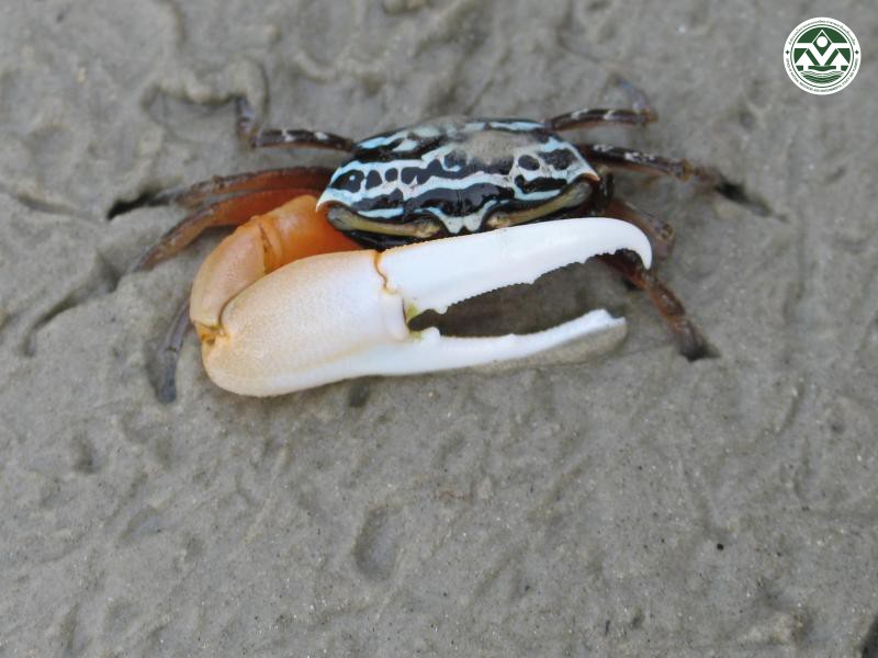 Uca annulipes