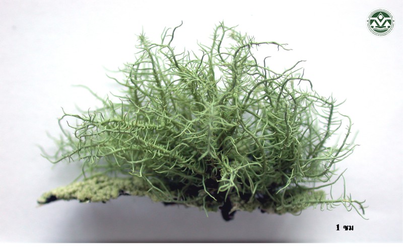 Usnea baileyi