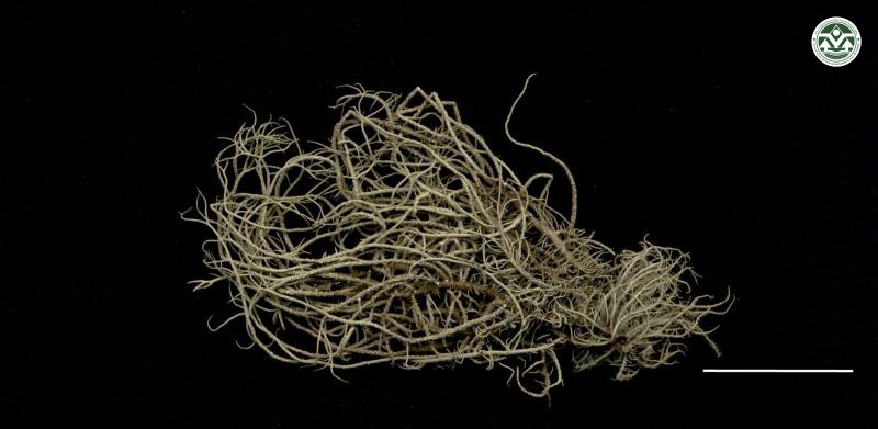 Usnea leprosa