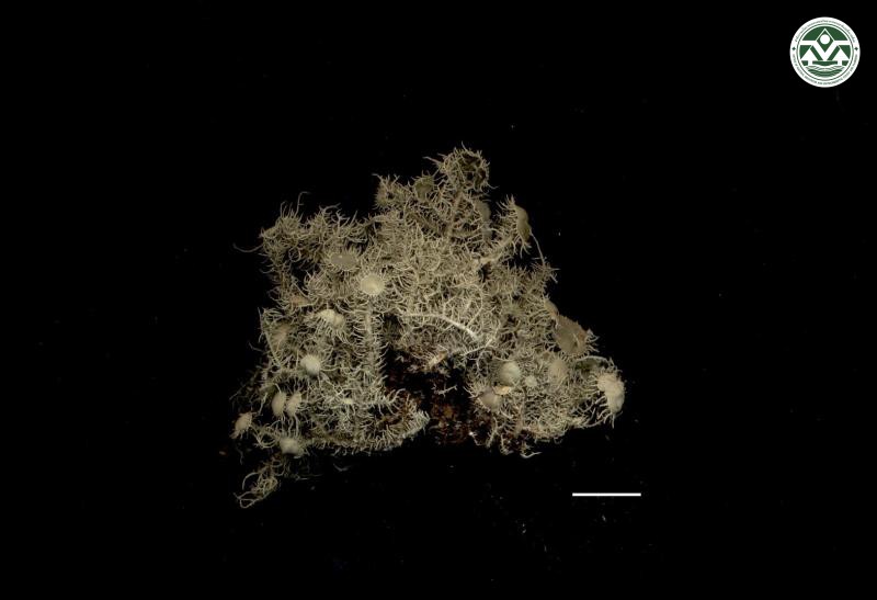 Usnea nodulosa