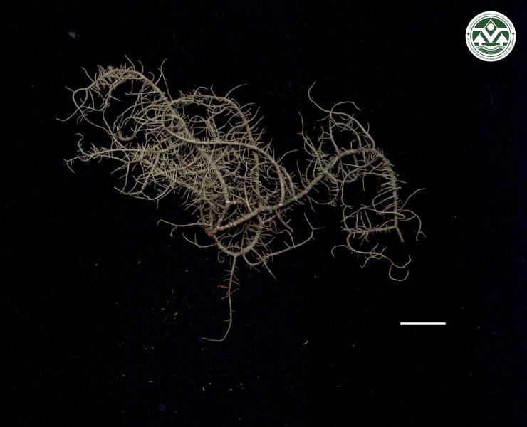 Usnea perhispedella