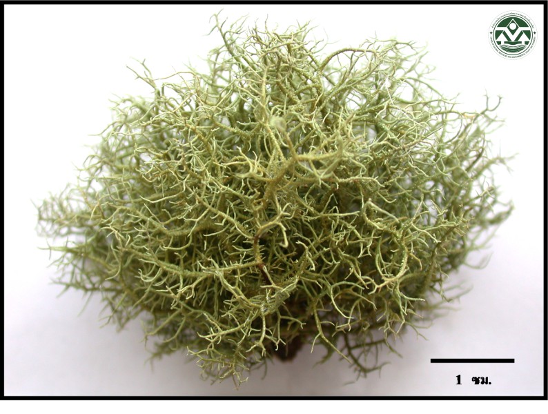 Usnea rubicunda