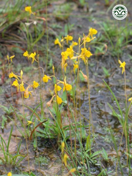 Utricularia bifida